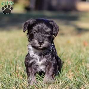 Piper, Miniature Schnauzer Puppy